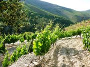 Quinta - R�gua, Peso da R�gua, Vila Real