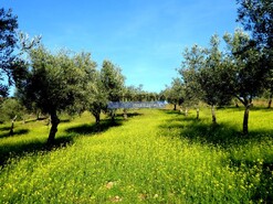 Terreno Rstico - Alfadega da F, Alfndega da F, Bragana