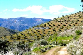 Terreno Rstico - Barca DAlva, Figueira de Castelo Rodrigo, Guarda