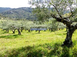 Quinta - Vila Nova de Foz C�a, Vila Nova de Foz C�a, Guarda