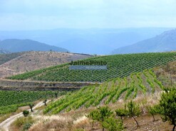 Quinta - Vila Nova de Foz C�a, Vila Nova de Foz C�a, Guarda