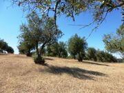 Terreno R�stico - Avis, Avis, Portalegre - Miniatura: 3/5