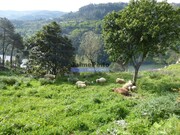 Moradia - Marco de Canaveses, Marco de Canaveses, Porto - Miniatura: 4/9