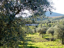 Terreno Rstico - Alfadega da F, Alfndega da F, Bragana - Miniatura: 6/9