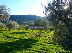 Terreno Rstico - Alfadega da F, Alfndega da F, Bragana - Miniatura: 7/9