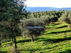 Terreno Rstico - Alfadega da F, Alfndega da F, Bragana - Miniatura: 9/9