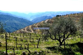 Terreno Rstico - Ribalonga, Carrazeda de Ansies, Bragana - Miniatura: 2/10
