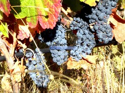 Quinta - Vila Nova de Foz C�a, Vila Nova de Foz C�a, Guarda - Miniatura: 2/9