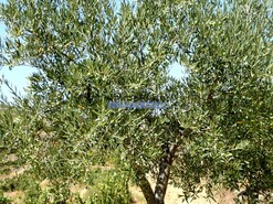 Quinta - Vila Nova de Foz C�a, Vila Nova de Foz C�a, Guarda - Miniatura: 3/9