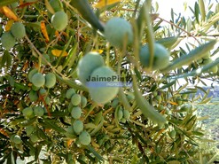 Quinta - Vila Nova de Foz C�a, Vila Nova de Foz C�a, Guarda - Miniatura: 5/9