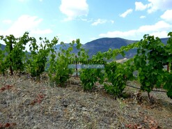 Quinta - Vila Nova de Foz C�a, Vila Nova de Foz C�a, Guarda - Miniatura: 6/9