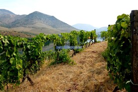 Quinta - Vila Nova de Foz C�a, Vila Nova de Foz C�a, Guarda - Miniatura: 7/9