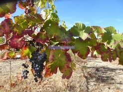 Quinta - Vila Nova de Foz C�a, Vila Nova de Foz C�a, Guarda - Miniatura: 8/9