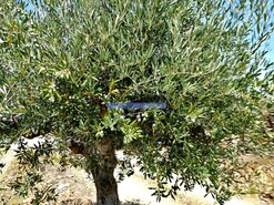 Quinta - Vila Nova de Foz C�a, Vila Nova de Foz C�a, Guarda - Miniatura: 9/9