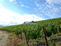 Quinta - Vila Nova de Foz C�a, Vila Nova de Foz C�a, Guarda - Miniatura: 2/10