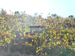 Quinta - Vila Nova de Foz C�a, Vila Nova de Foz C�a, Guarda - Miniatura: 3/10
