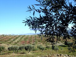 Quinta - Vila Nova de Foz C�a, Vila Nova de Foz C�a, Guarda - Miniatura: 6/10