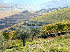 Quinta - Vila Nova de Foz C�a, Vila Nova de Foz C�a, Guarda - Miniatura: 7/10