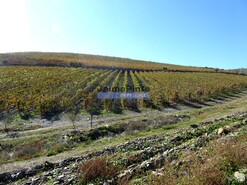 Quinta - Vila Nova de Foz C�a, Vila Nova de Foz C�a, Guarda - Miniatura: 10/10