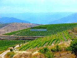 Quinta - Vila Nova de Foz C�a, Vila Nova de Foz C�a, Guarda - Miniatura: 1/10