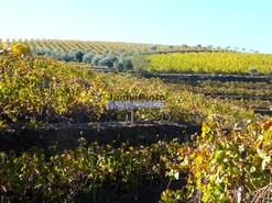 Quinta - Vila Nova de Foz C�a, Vila Nova de Foz C�a, Guarda - Miniatura: 5/10