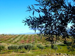 Quinta - Vila Nova de Foz C�a, Vila Nova de Foz C�a, Guarda - Miniatura: 6/10