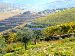 Quinta - Vila Nova de Foz C�a, Vila Nova de Foz C�a, Guarda - Miniatura: 7/10