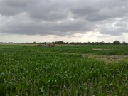 Terreno R�stico - Poceir�o, Palmela, Set�bal - Miniatura: 1/4