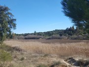 Terreno Rstico - Foros do Arro, Ponte de Sor, Portalegre - Miniatura: 6/7