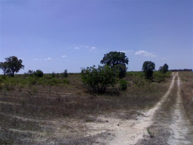 Terreno Rstico - Peges, Montijo, Setbal - Imagem grande