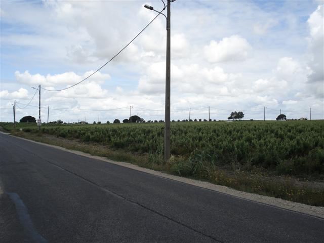 Terreno R�stico - Palmela, Palmela, Set�bal - Imagem grande