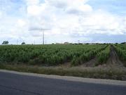 Terreno R�stico - Palmela, Palmela, Set�bal - Miniatura: 2/2