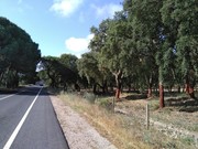 Terreno R�stico - Peg�es, Montijo, Set�bal