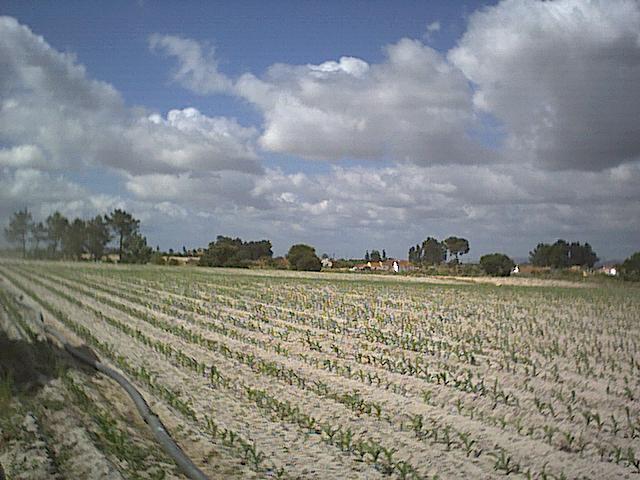 Terreno Rstico - Peges, Montijo, Setbal - Imagem grande