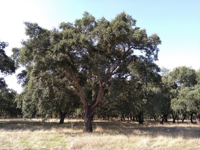 Terreno Rstico - Figueira dos Cavaleiros, Ferreira do Alentejo, Beja - Imagem grande