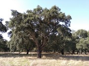Terreno R�stico - Figueira dos Cavaleiros, Ferreira do Alentejo, Beja