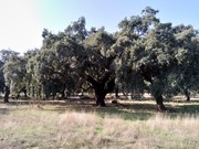 Terreno Rstico - Figueira dos Cavaleiros, Ferreira do Alentejo, Beja - Miniatura: 1/9