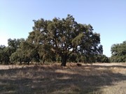 Terreno Rstico - Figueira dos Cavaleiros, Ferreira do Alentejo, Beja - Miniatura: 2/9