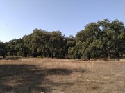 Terreno Rstico - Figueira dos Cavaleiros, Ferreira do Alentejo, Beja - Miniatura: 5/9