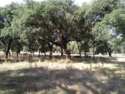 Terreno Rstico - Figueira dos Cavaleiros, Ferreira do Alentejo, Beja - Miniatura: 6/9