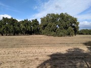 Terreno Rstico - Figueira dos Cavaleiros, Ferreira do Alentejo, Beja - Miniatura: 9/9