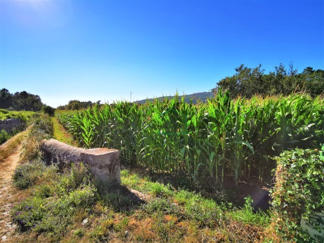 Terreno R�stico - Vile, Caminha, Viana do Castelo - Imagem grande
