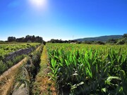 Terreno R�stico - Vile, Caminha, Viana do Castelo - Miniatura: 1/3