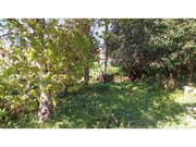 Terreno R�stico - Afife, Viana do Castelo, Viana do Castelo - Miniatura: 4/9