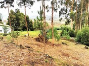 Terreno R�stico - Caminha, Caminha, Viana do Castelo - Miniatura: 4/7