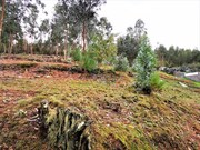 Terreno R�stico - Caminha, Caminha, Viana do Castelo - Miniatura: 6/7