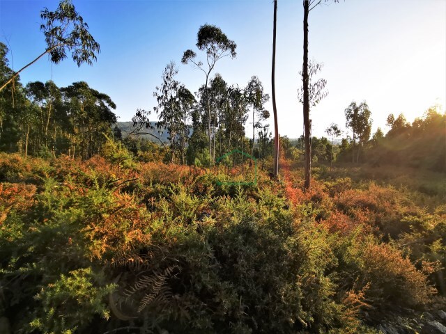 Terreno R�stico - Argela, Caminha, Viana do Castelo - Imagem grande