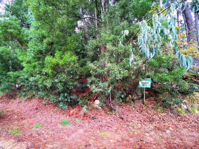 Terreno R�stico - Venade, Caminha, Viana do Castelo - Imagem grande