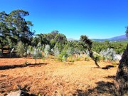 Terreno R�stico - Freixieiro de Soutelo, Viana do Castelo, Viana do Castelo - Miniatura: 6/9