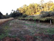 Terreno R�stico - Freixieiro de Soutelo, Viana do Castelo, Viana do Castelo - Miniatura: 6/6
